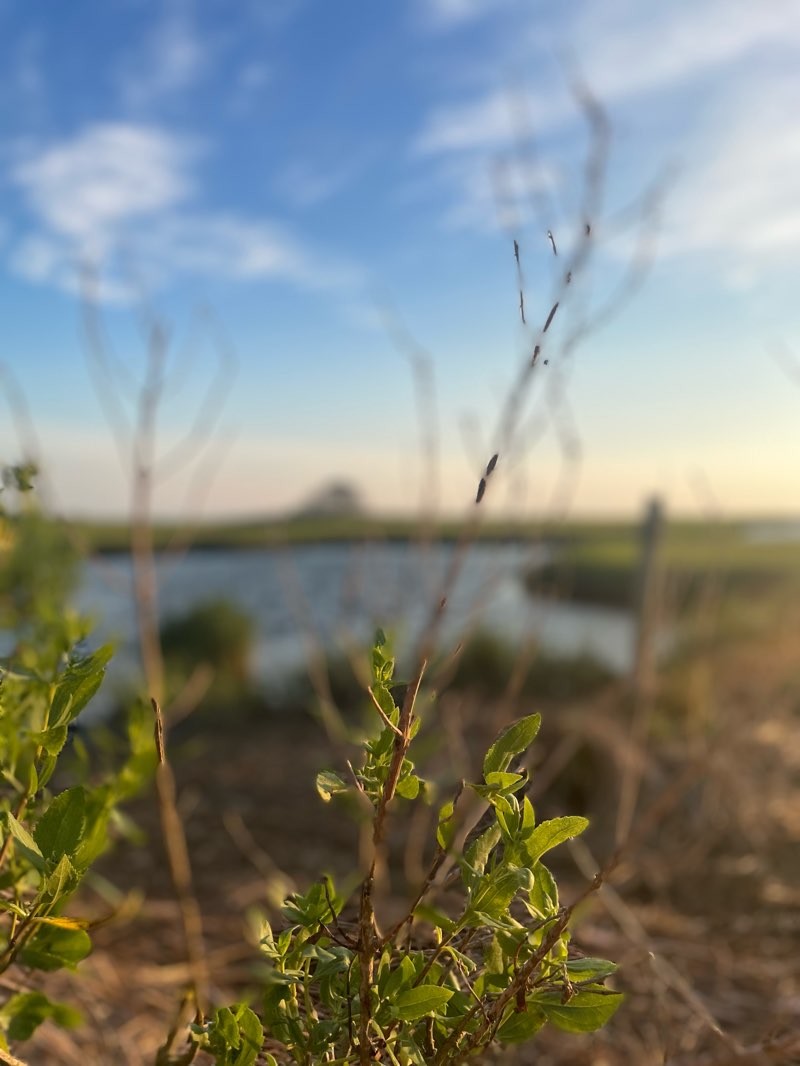 walking near me in Little Sippewissett Marsh in winter