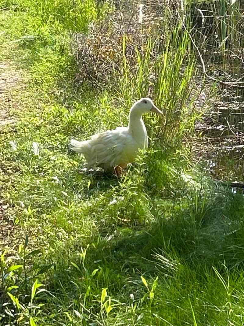 walking near me in Lions Park in winter