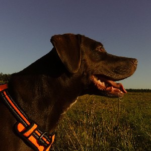 Laure profile