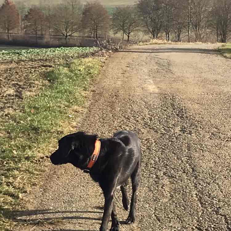 Spaร am laufen mit dem Hund ๐๐ฉ - Ulm Walking Club