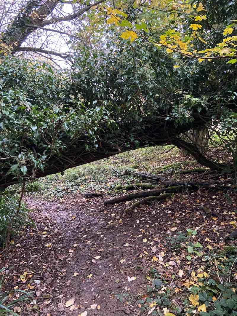 walking near me in Lydiard Park in autumn