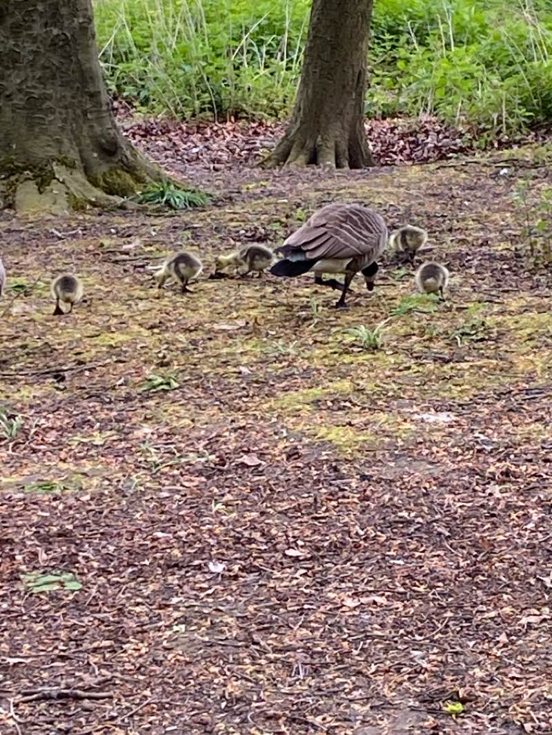 walking near me in Victoria Common in winter