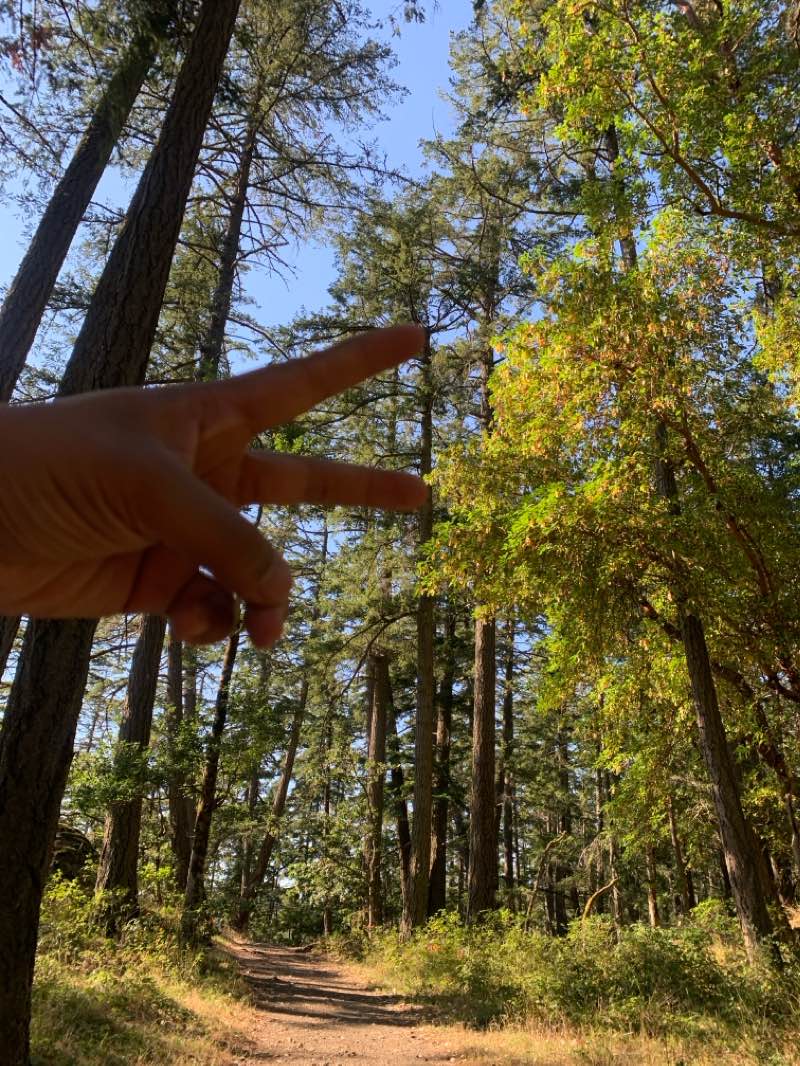 walking near me in Colquitz Park in winter