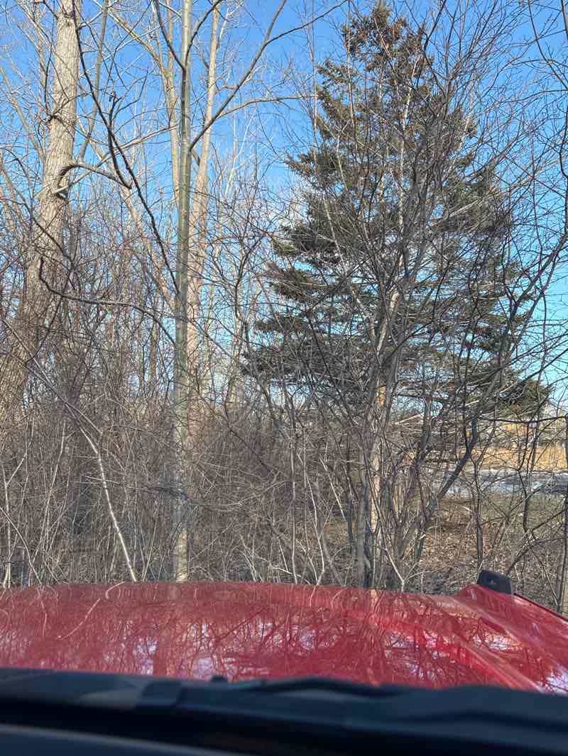 walking near me in Jack Darling Memorial Park in spring