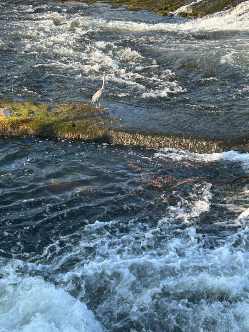 walking near me in Goldie Park in spring