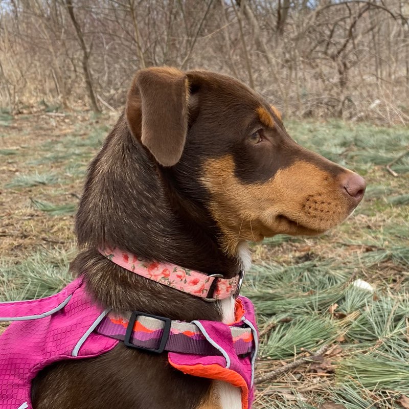 John O’Brien profile