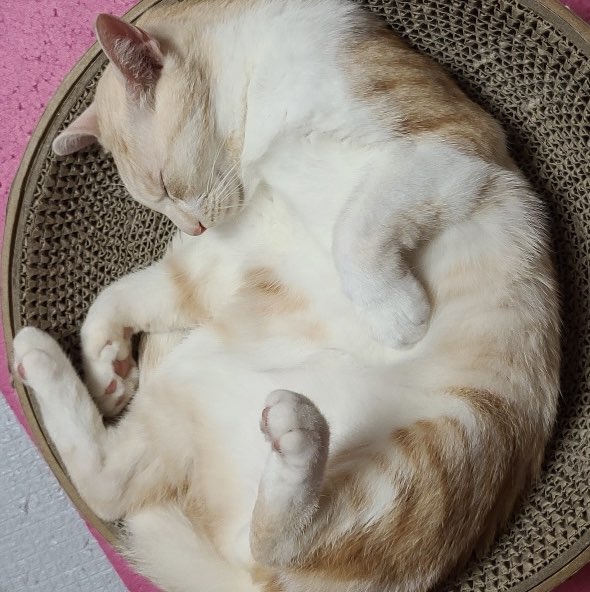 송재호(C팀) profile