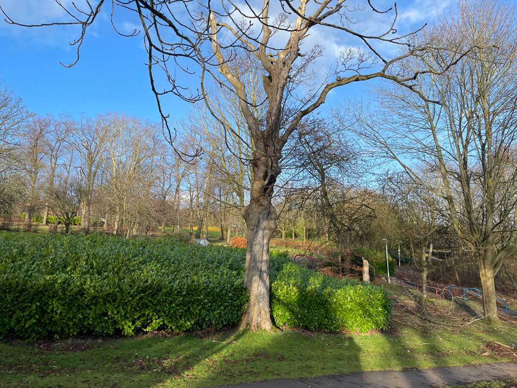 walking near me in Dunfermline Public Park in winter
