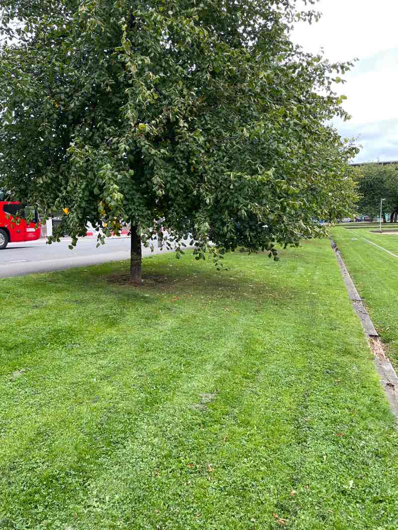 walking near me in Barrowland Park in autumn