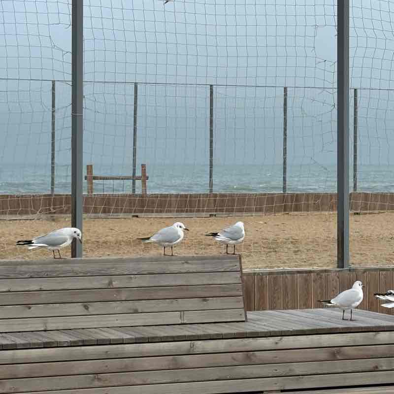 East Coast Beach Walker1 v.astamirov003 post image