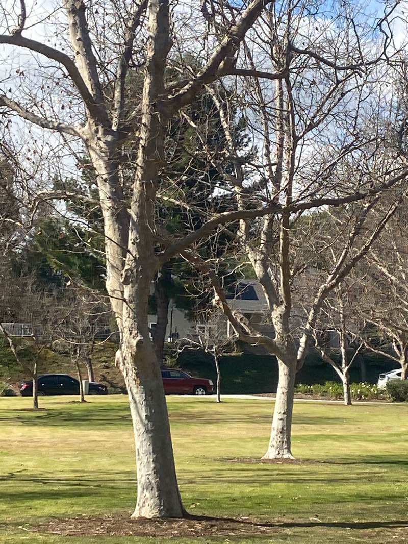 walking near me in Melinda Park in winter