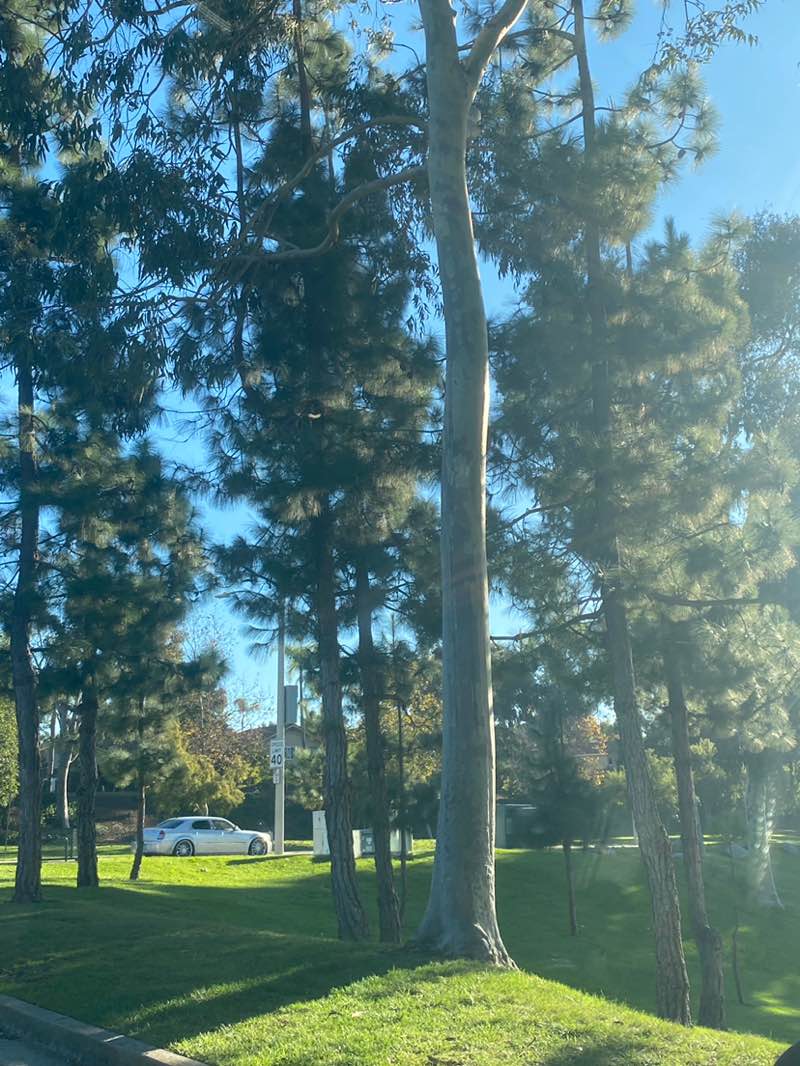 walking near me in Buena Vista Park Ballfields in autumn