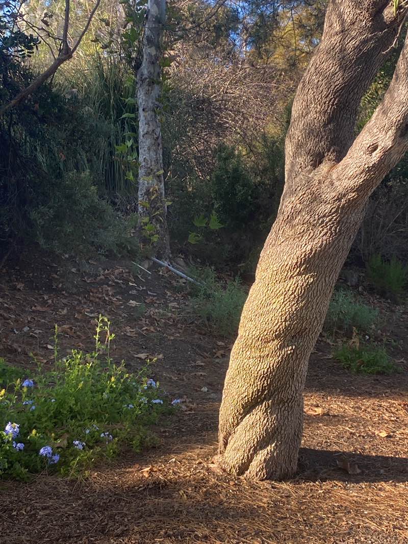 walking near me in Pinecrest Park in autumn