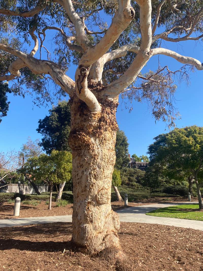 walking near me in Hidden Canyon Community Park in winter