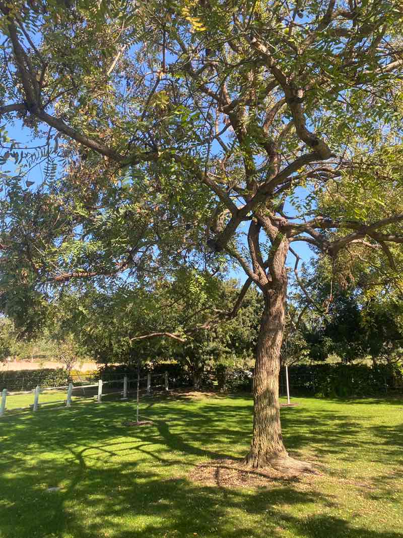 walking near me in Rancho Serrano Park in winter
