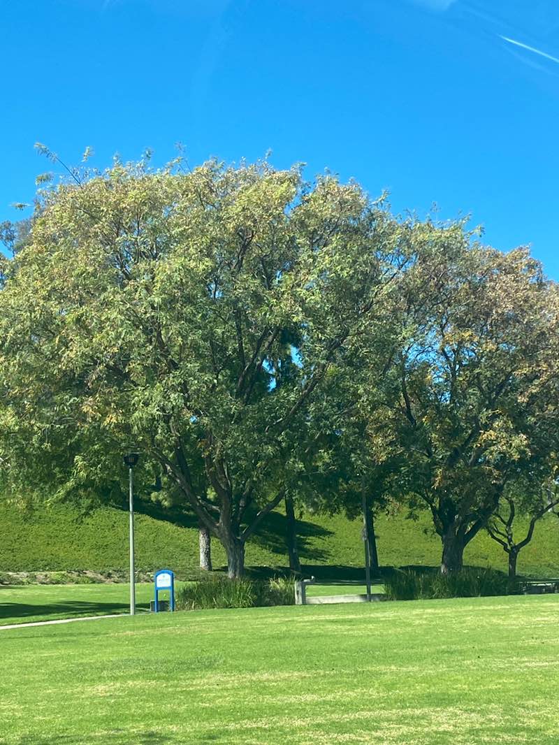 walking near me in Minaya Park in spring
