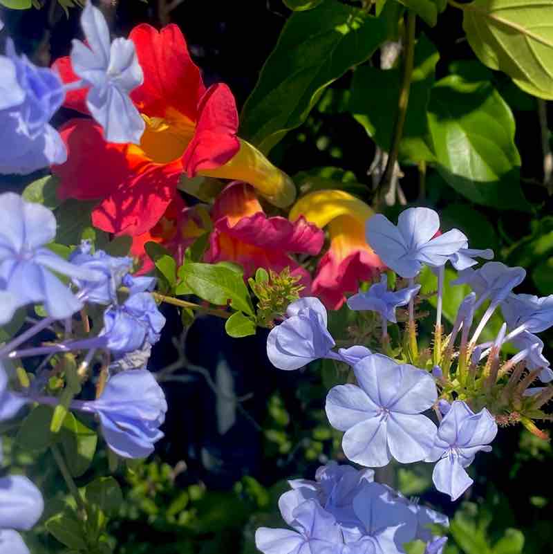 🍀🕊️🌸Lucky8🌸🕊️🍀 post 1