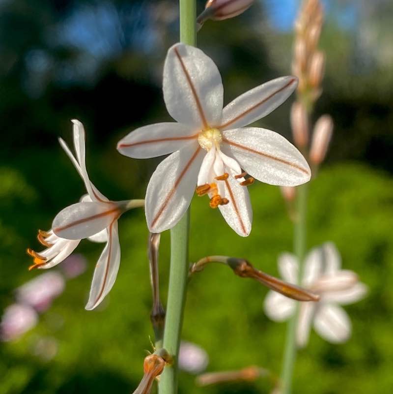 🍀🕊️🌸Lucky8🌸🕊️🍀 post 3