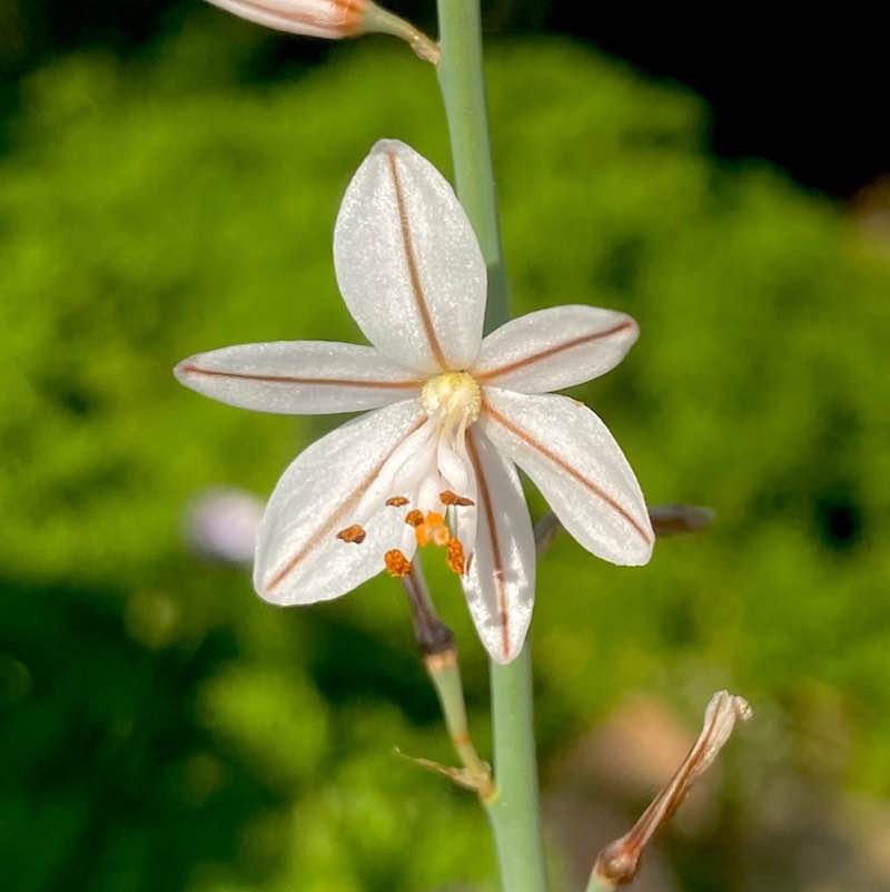 🍀🕊️🌸Lucky8🌸🕊️🍀 post 1