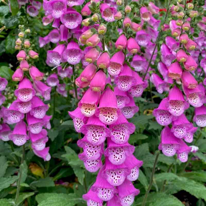 🍀🕊️🌸Lucky8🌸🕊️🍀 post 1