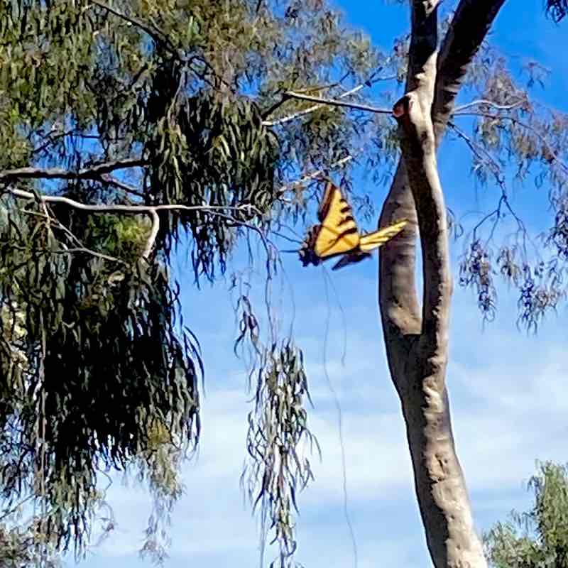 August Steps Challenge 🍀🕊️🌸Lucky8🌸🕊️🍀 post image