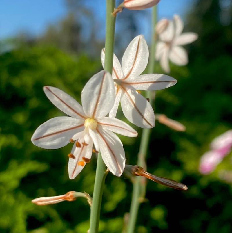 🍀🕊️🌸Lucky8🌸🕊️🍀 post 2