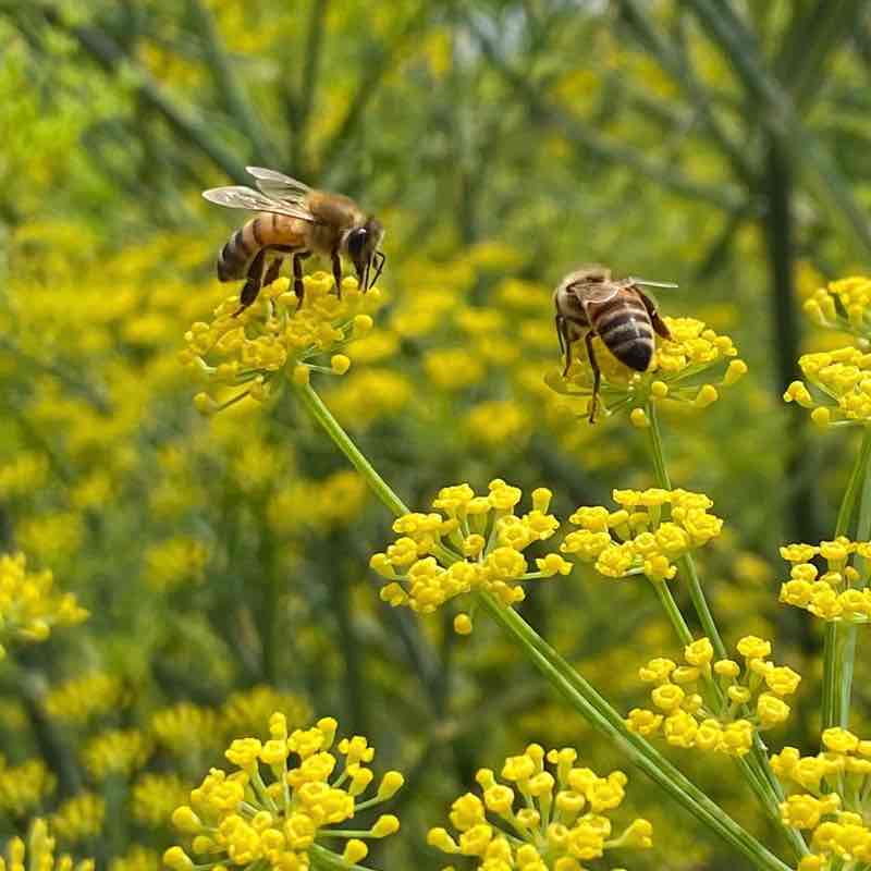 🍀🕊️🌸Lucky8🌸🕊️🍀 post 1