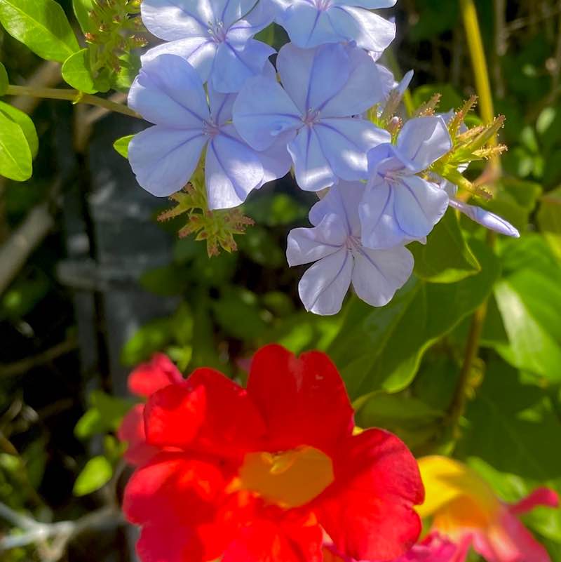 🍀🕊️🌸Lucky8🌸🕊️🍀 post 3