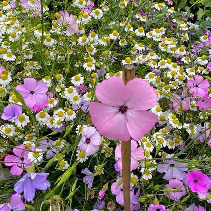 🍀🕊️🌸Lucky8🌸🕊️🍀 post 3