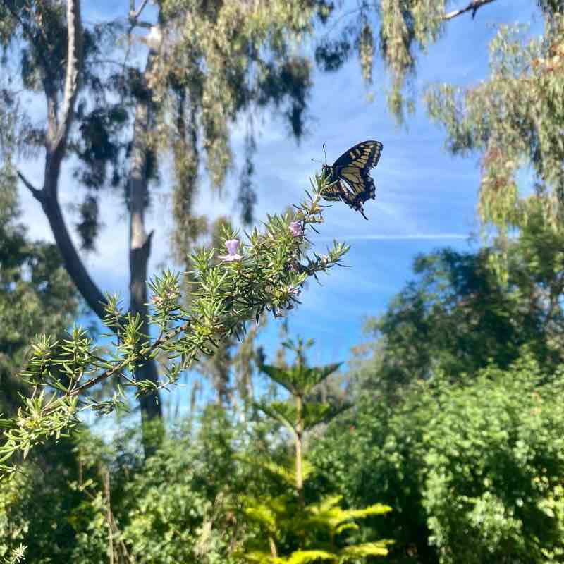 August Steps Challenge 🍀🕊️🌸Lucky8🌸🕊️🍀 post image