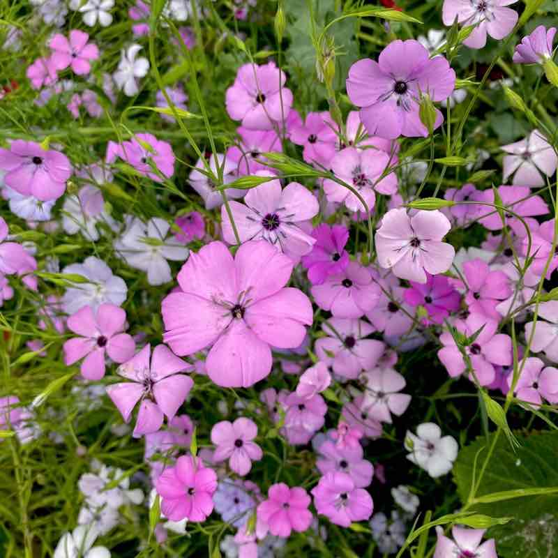 🍀🕊️🌸Lucky8🌸🕊️🍀 post 2