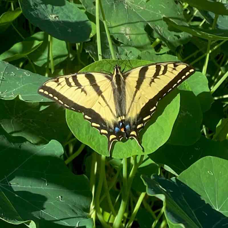 August Steps Challenge 🍀🕊️🌸Lucky8🌸🕊️🍀 post image