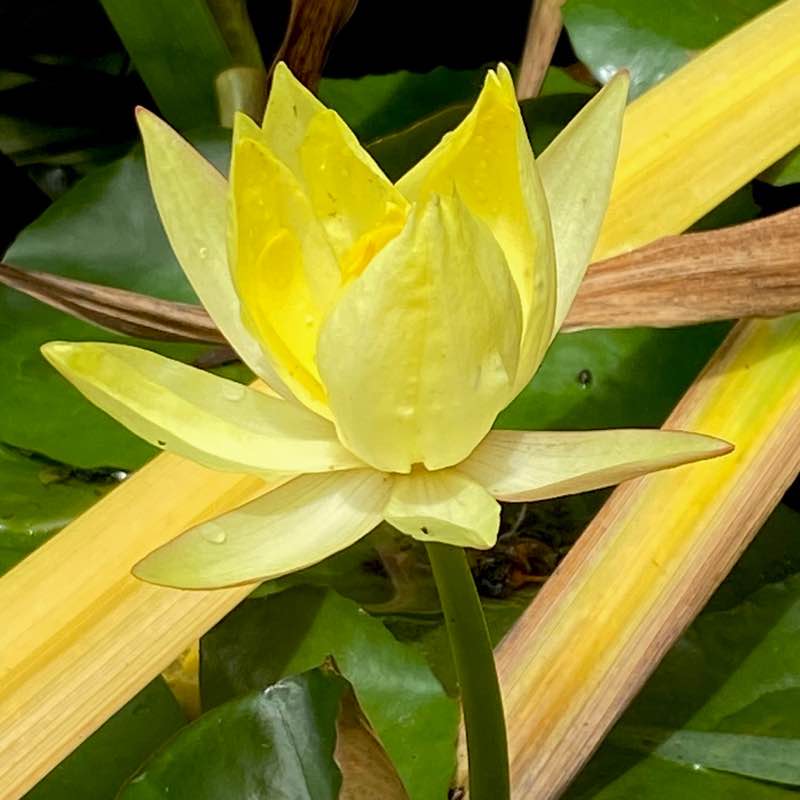 🍀🕊️🌸Lucky8🌸🕊️🍀 post 2