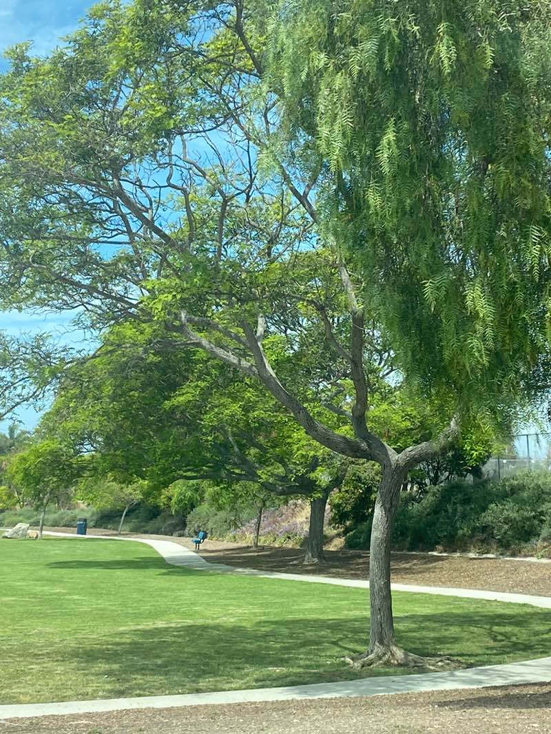 walking near me in Palisades Park in spring