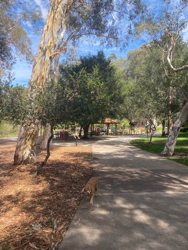 walking near me in Serrano Creek Park in spring