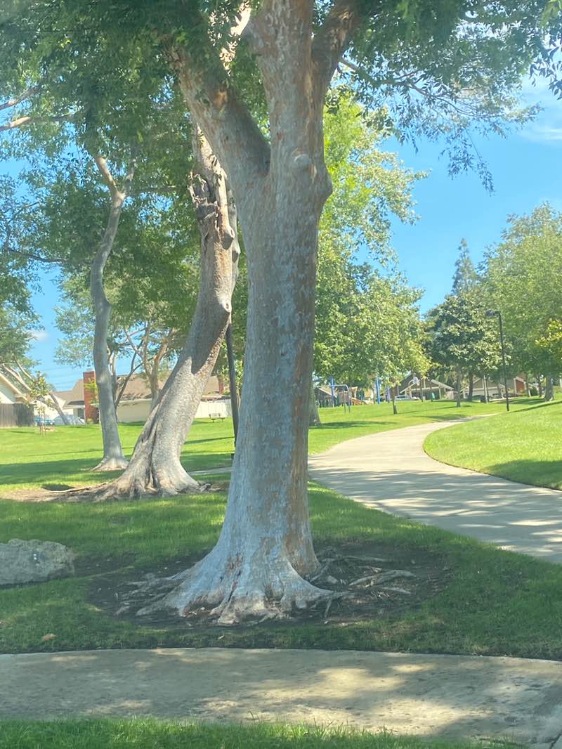 walking near me in Ranchwood Park in spring