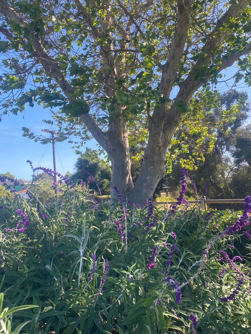 walking near me in Marshall Street Park in spring