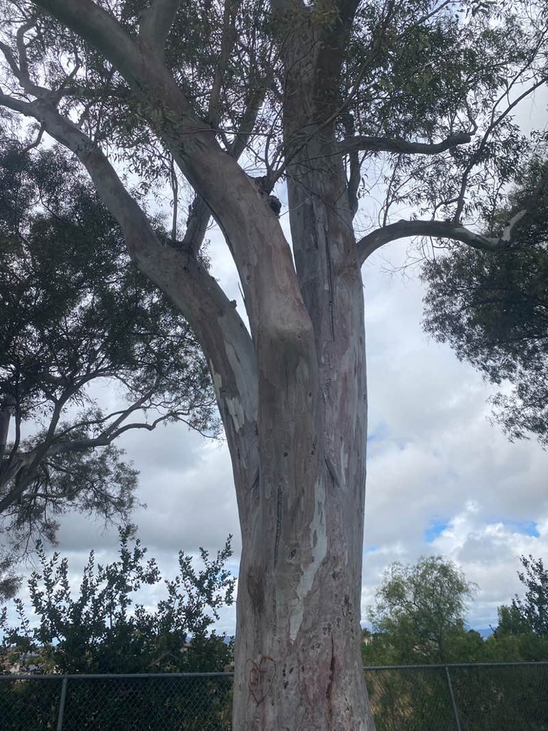 walking near me in Joe Sepulveda Park in spring