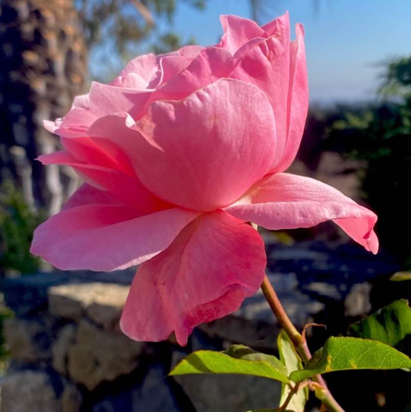 🍀🕊️🌸Lucky8🌸🕊️🍀 post 3