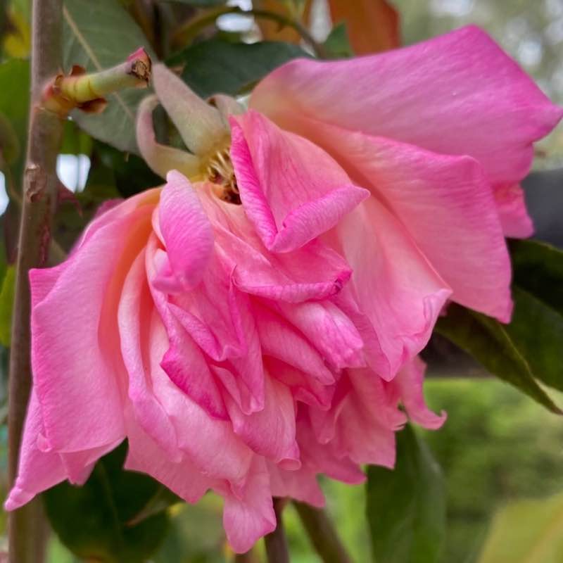 🍀🕊️🌸Lucky8🌸🕊️🍀 post 1
