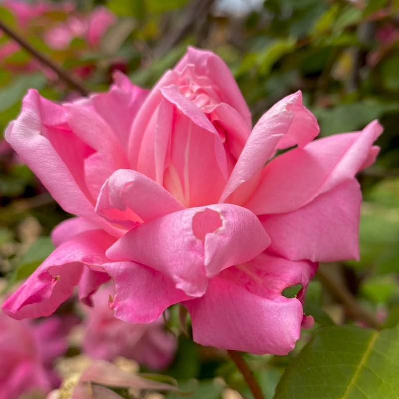 🍀🕊️🌸Lucky8🌸🕊️🍀 post 3
