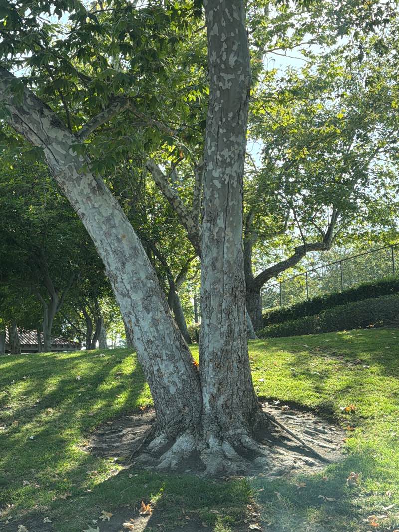 walking near me in Solano Park in summer