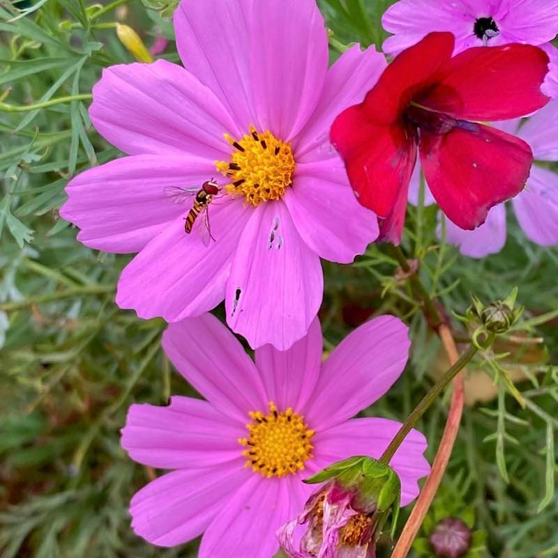 🍀🕊️🌸Lucky8🌸🕊️🍀 post 2