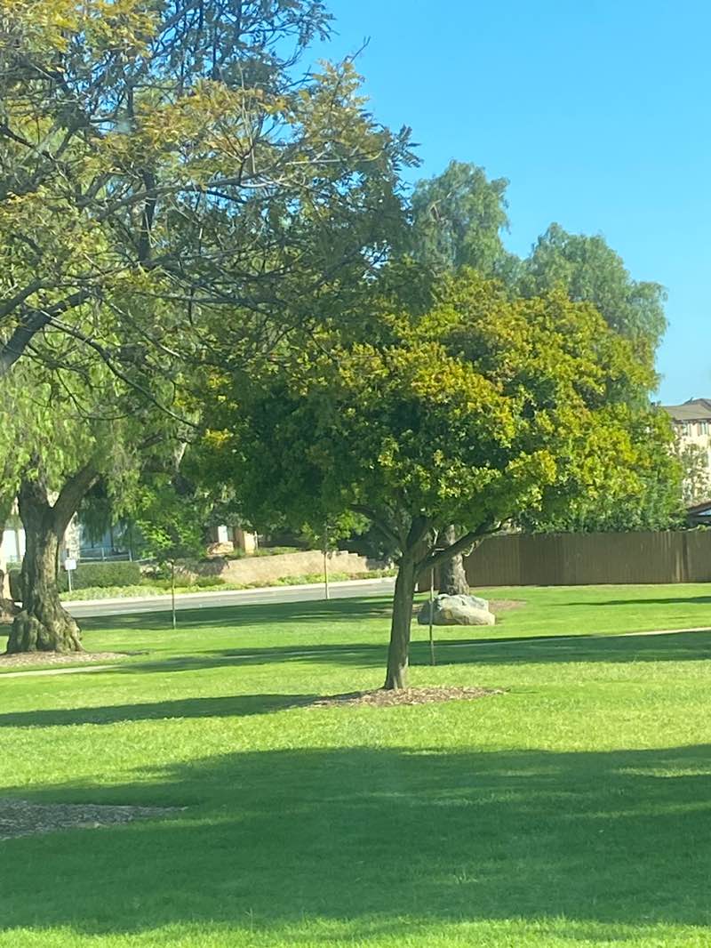 walking near me in Helen Bougher Memorial Park in spring