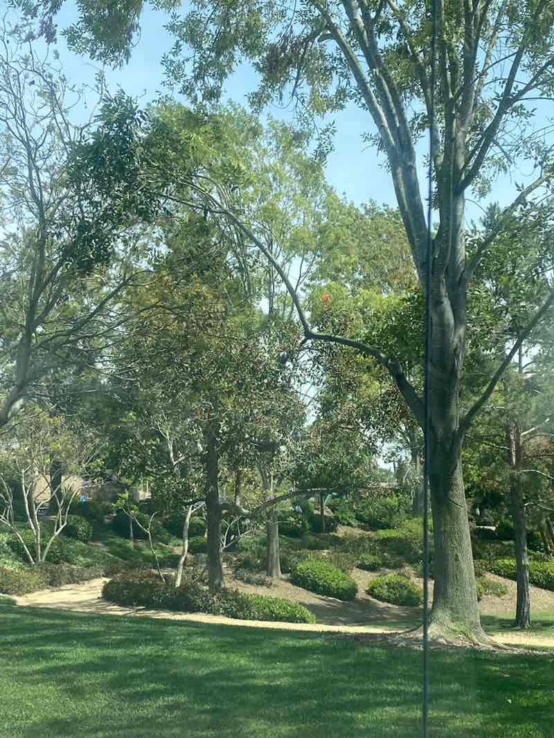 walking near me in Mulberry Park in spring