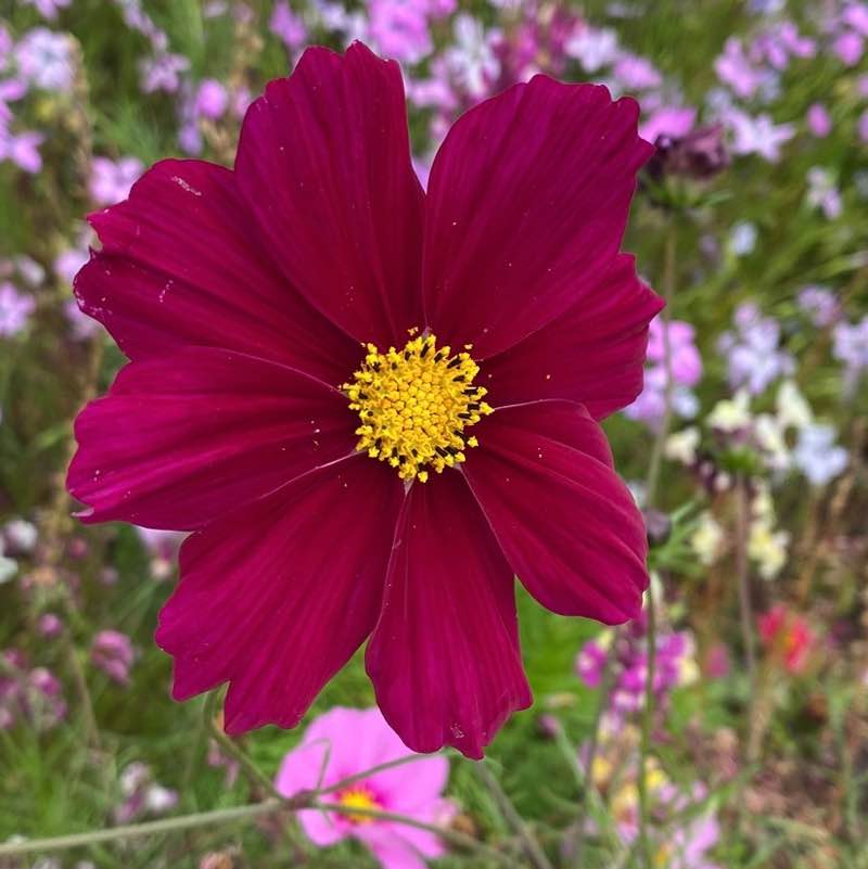 🍀🕊️🌸Lucky8🌸🕊️🍀 post 1