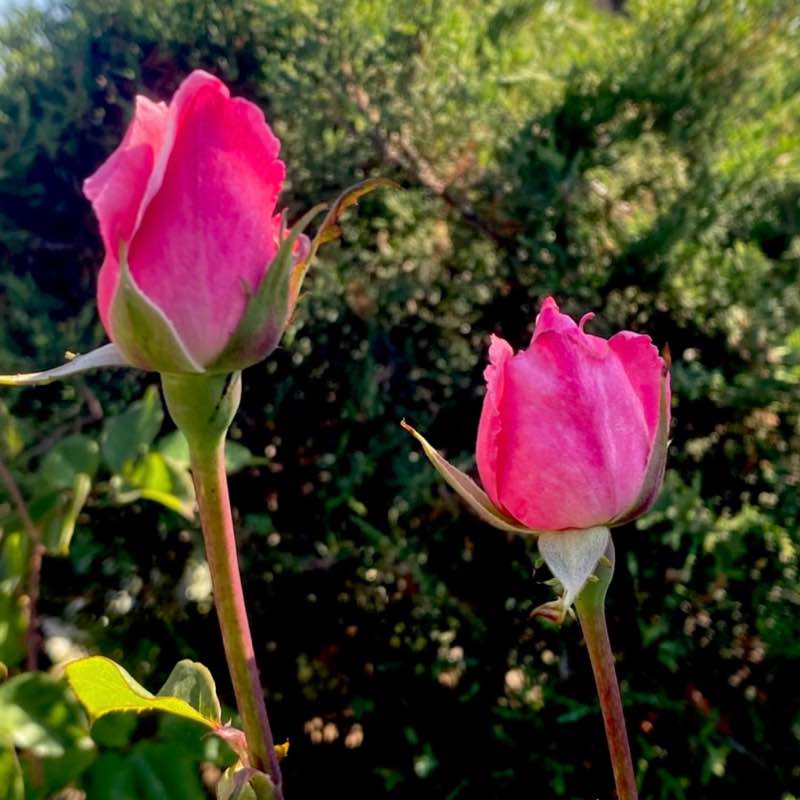 🍀🕊️🌸Lucky8🌸🕊️🍀 post 1