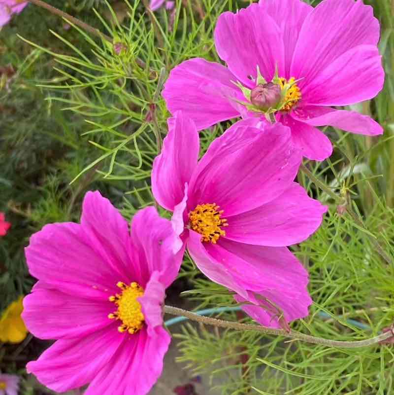 🍀🕊️🌸Lucky8🌸🕊️🍀 post 3