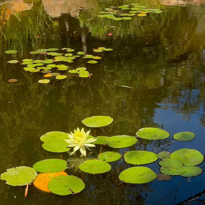 🍀🕊️🌸Lucky8🌸🕊️🍀 post 3