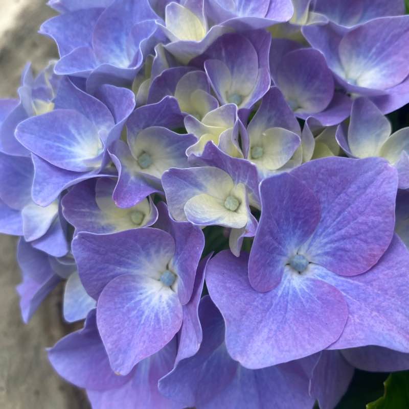 🍀🕊️🌸Lucky8🌸🕊️🍀 post 2